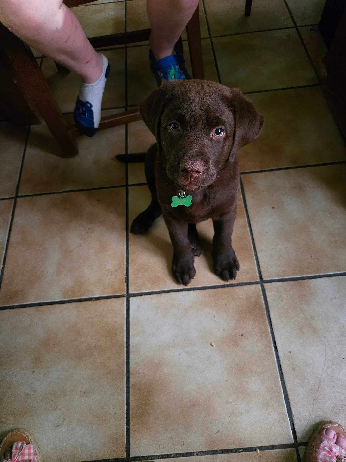 Achille participe au concours pour gagner de l'argent avec cette photo : puppy, dog, chocolate_labrador, floor, tile, pet, indoor, animal, legs, footwear, socks, sandals, looking_up, cute, young, collar, green_tag, brown_fur, pet_tag, home