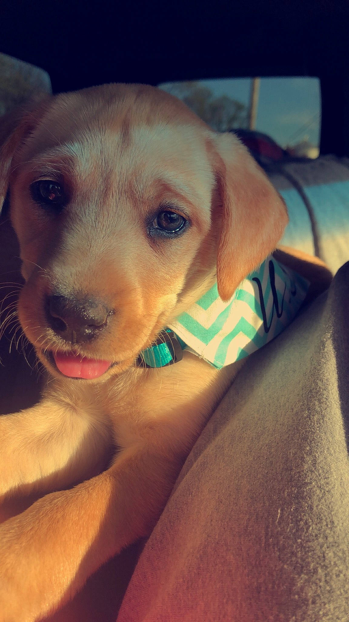 Willa is registered to the contest to win money with this photo: beagador, broholmer, canidae, carnivore, companion_dog, dog, dog_breed, ear, eye, fawn, labrador_retriever, mammal, nose, potcake_dog, puppy, retriever, snout, sporting_group, vizsla, whiskers