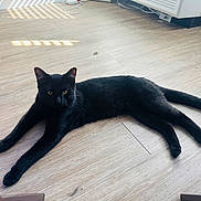 Mona is registered to the contest to win money with this photo: animal, black_cat, cat, cozy, domestic_cat, ears, feline, floor, home, indoor, long_tail, pet, relaxed, shadow, stretching, sunlight, toy, whiskers, wooden_floor, yellow_eyes