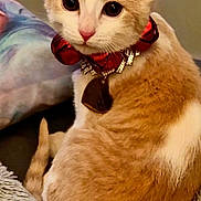 Bodak Elina is registered to the contest to win money with this photo: cat, kitten, orange_and_white, bow_collar, pet, cute, feline, sitting, curled_up, close_up, indoor, soft_texture, blanket, collar, curious_eyes, animal, domestic_cat, fur, whiskers, ears