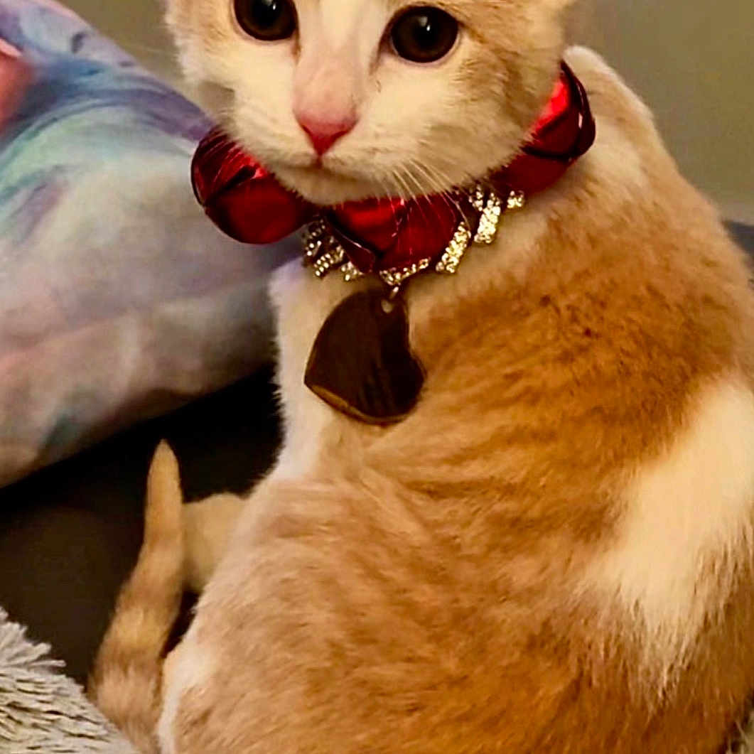 Bodak Elina is registered to the contest to win money with this photo: cat, kitten, orange_and_white, bow_collar, pet, cute, feline, sitting, curled_up, close_up, indoor, soft_texture, blanket, collar, curious_eyes, animal, domestic_cat, fur, whiskers, ears