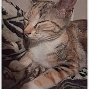 Nalah Elina is registered to the contest to win money with this photo: cat, tabby_cat, sleeping, pet, animal, indoor, blanket, patterned_blanket, closeup, feline, cute, resting, soft_lighting, domestic_animal, messaging_app, screenshot, mobile_phone_screen, edit_with_ai_button, cozy, relaxed