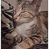 animal, blanket, cat, closeup, cozy, cute, domestic_animal, edit_with_ai_button, feline, indoor, messaging_app, mobile_phone_screen, patterned_blanket, pet, relaxed, resting, screenshot, sleeping, soft_lighting, tabby_cat