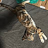 Nalah Elina joined the competition — help win amazing prizes! cat, stretching, gray_carpet, green_towel, wooden_floor, pet, feline, relaxation, indoor, animal, tabby_cat, fur, whiskers, paws, sleepy, cozy, domestic_cat, resting, cute, home