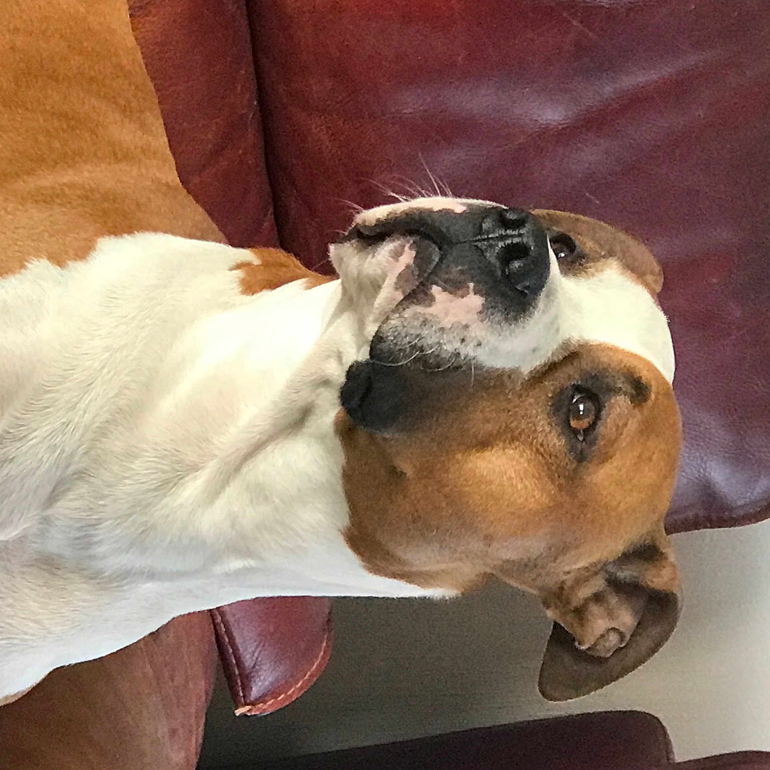 Phalco participe au concours pour gagner de l'argent avec cette photo : canidae, carnivore, collar, comfort, companion_dog, dog, dog_breed, eyewear, fawn, fur, great_dane, non_sporting_group, paw, pet_supply, puppy, snout, sporting_group, terrestrial_animal, whiskers, working_animal