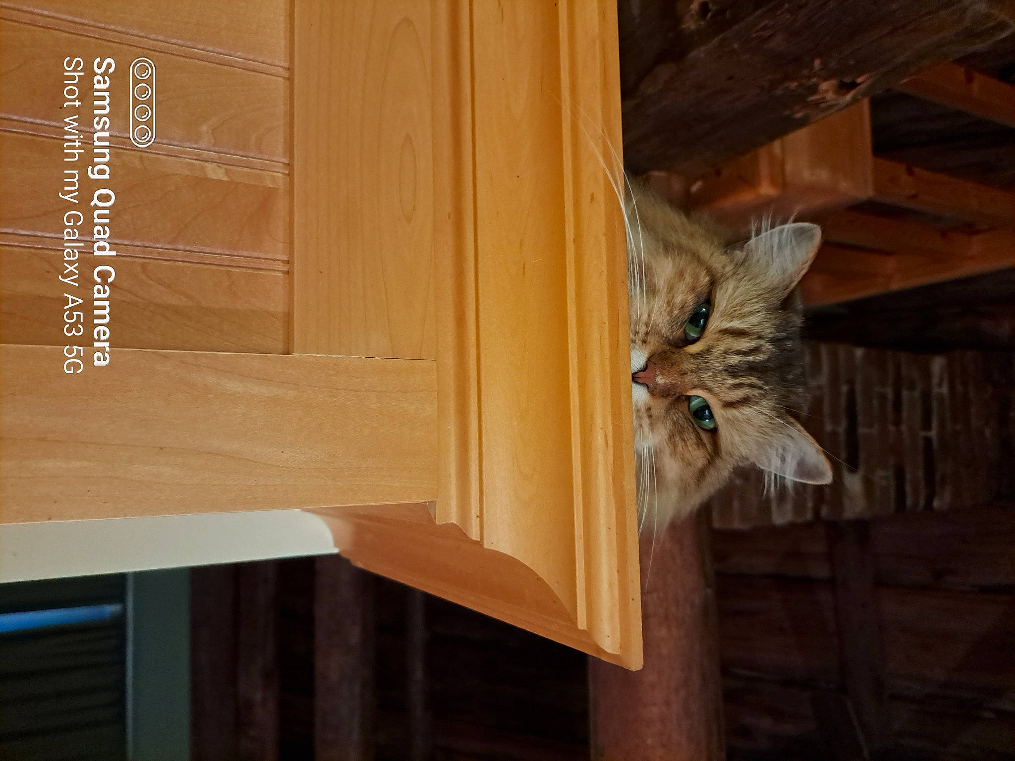 Miss Bella is registered to the contest to win money with this photo: beam, brown, cat, ceiling, domestic_short_haired_cat, door, facade, felidae, flooring, hardwood, molding, pattern, plywood, room, tail, varnish, whiskers, window, wood, wood_stain