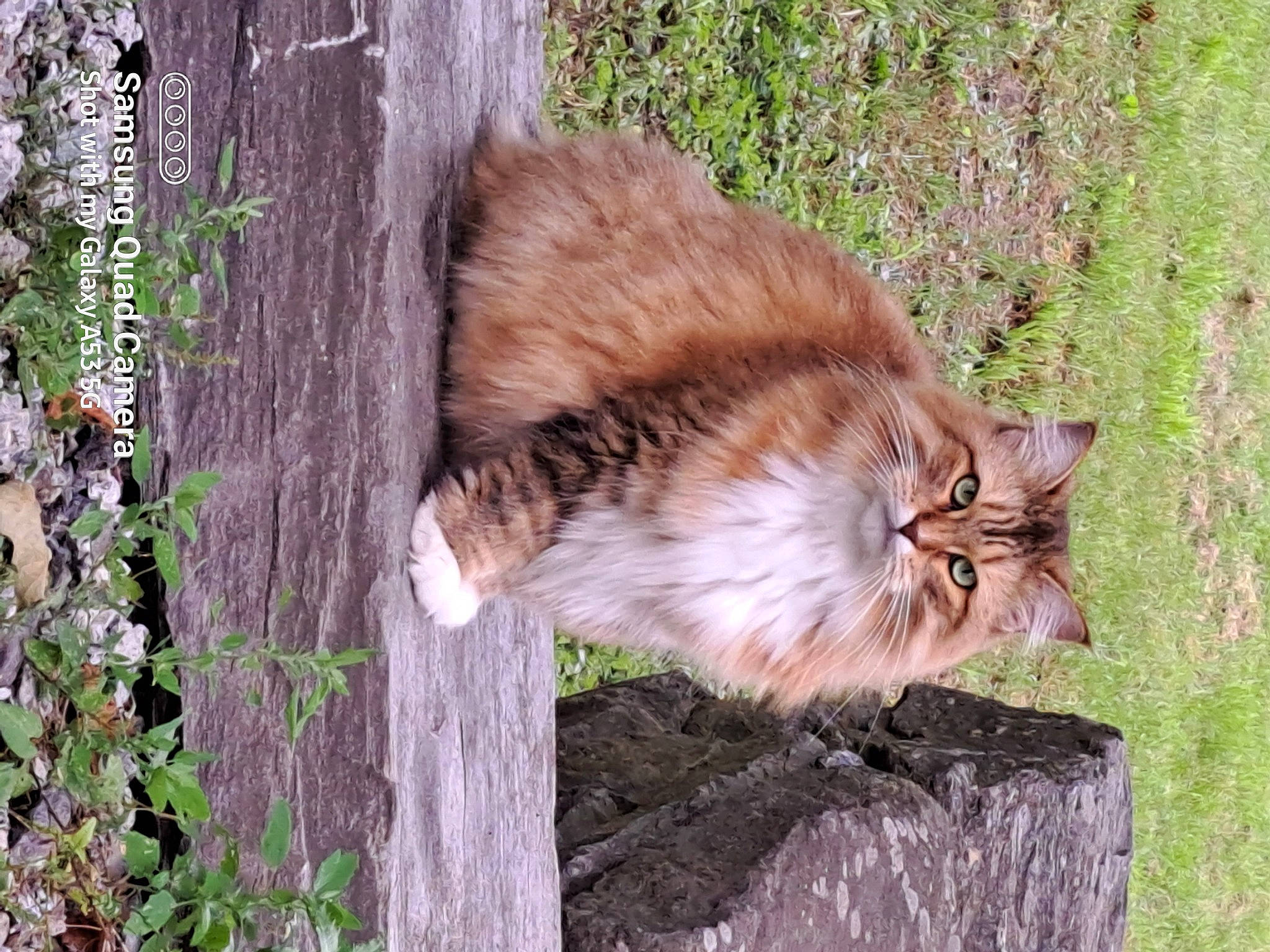 Miss Bella is registered to the contest to win money with this photo: carnivore, cat, domestic_short_haired_cat, fawn, felidae, fur, grass, groundcover, lynx, maine_coon, plant, small_to_medium_sized_cats, tail, terrestrial_animal, tree, trunk, twig, whiskers, wildlife, wood