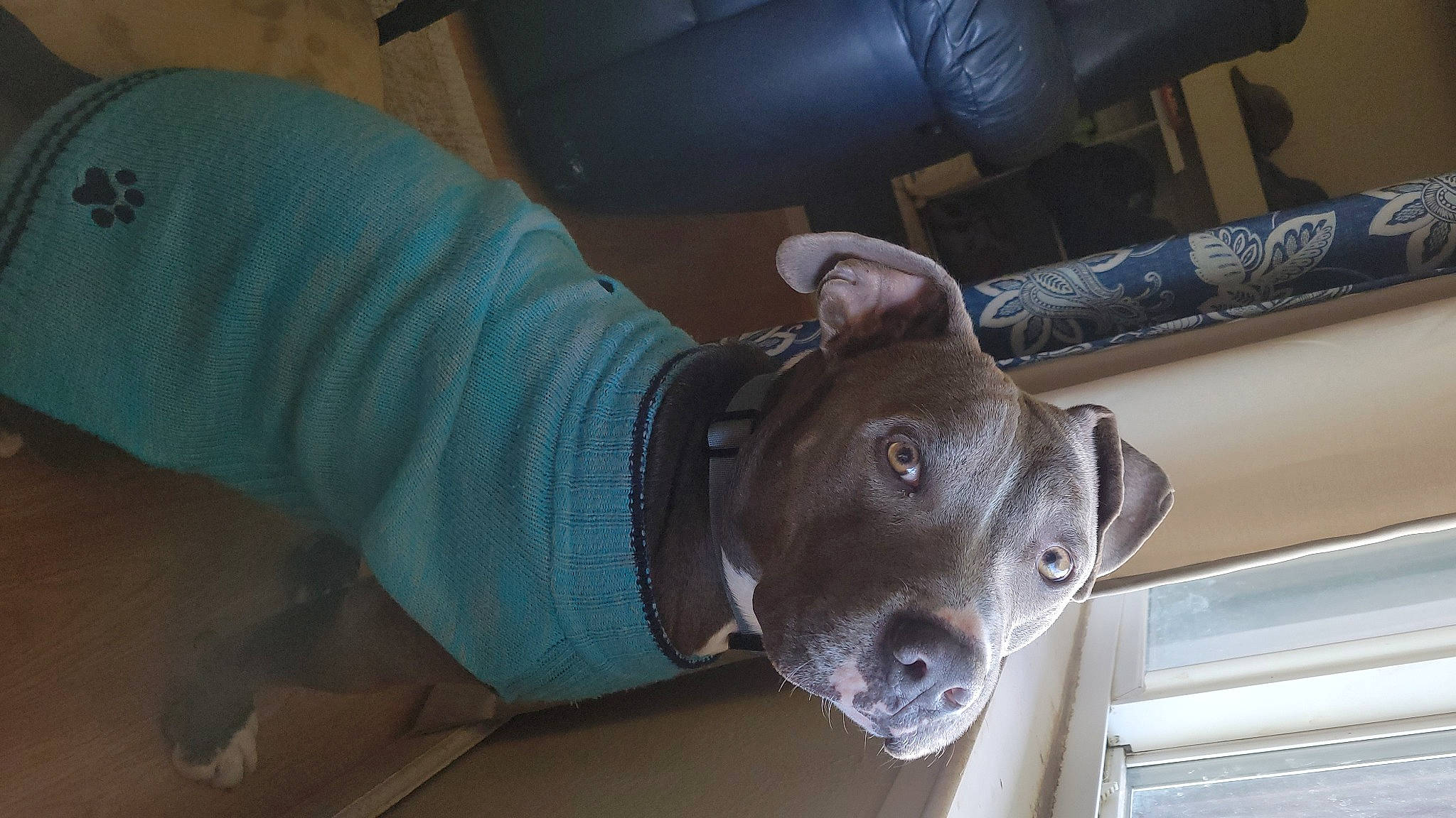 Bentley joined the competition — help win amazing prizes! auto_part, canidae, carnivore, chair, collar, comfort, companion_dog, dog, dog_breed, flooring, foot, fur, guard_dog, human_leg, non_sporting_group, sporting_group, whiskers, working_animal, wrinkle