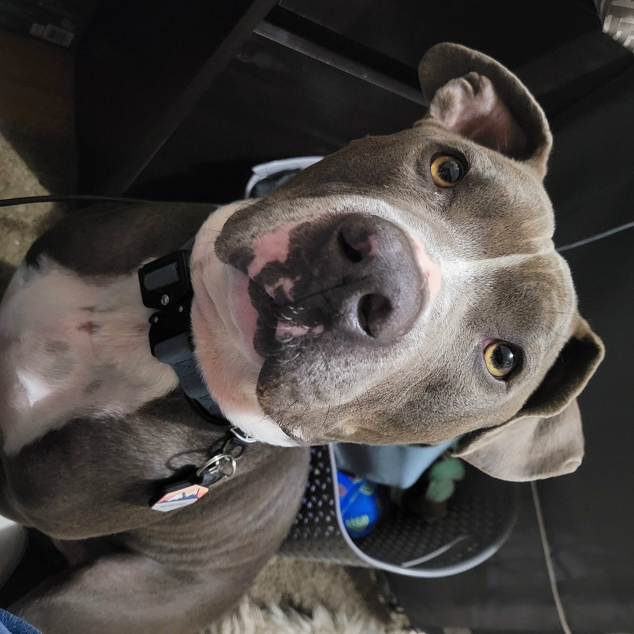 Bentley joined the competition — help win amazing prizes! canidae, carnivore, collar, companion_dog, dog, dog_breed, dog_collar, electric_blue, fawn, fur, metal, non_sporting_group, selfie, snout, sporting_group, whiskers, working_animal