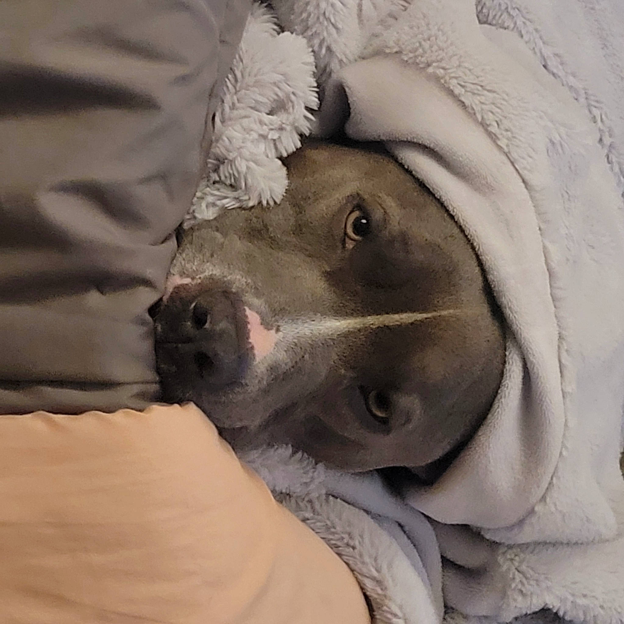Bentley joined the competition — help win amazing prizes! canidae, carnivore, comfort, companion_dog, dog, dog_breed, eyelash, facial_hair, fawn, grey, linens, selfie, sleeve, snout, sporting_group, toy_dog, weimaraner, whiskers, working_animal, wrinkle