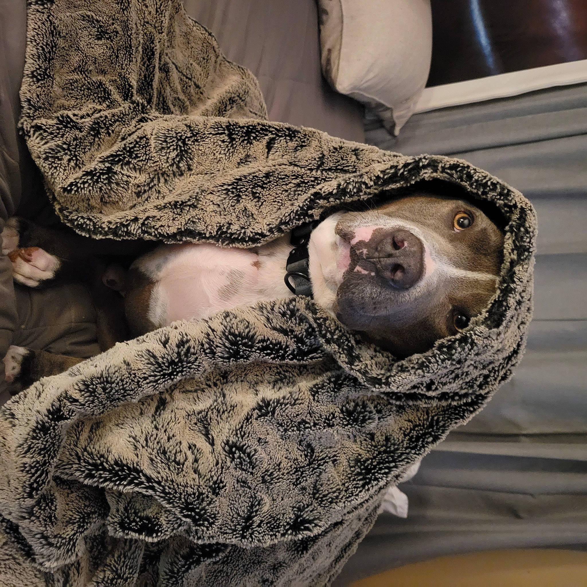 Bentley joined the competition — help win amazing prizes! comfort, dress, eye, fashion_accessory, fashion_design, fur, grey, head, human_leg, monochrome_photography, pattern, selfie, sleeve, terrestrial_animal, textile, thigh, visual_arts, waist, wool, woolen