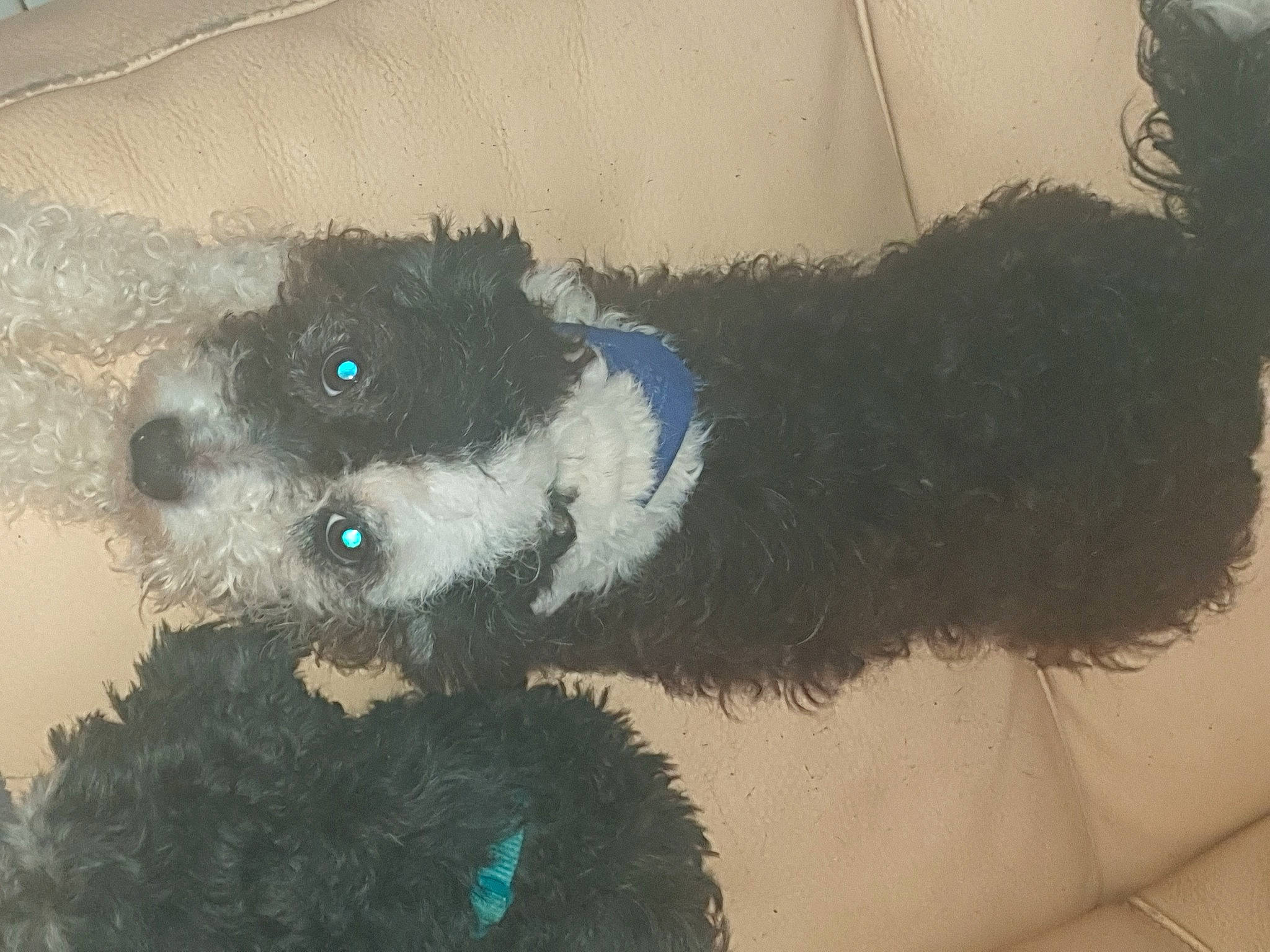 Maxou a rejoint le concours — aidez-le/la à gagner de superbes lots ! art, carnivore, creative_arts, dog, dog_breed, dog_clothes, dog_supply, electric_blue, fur, mammal, paint, painting, plush, stuffed_toy, tail, toy, vertebrate, whiskers, wool, working_animal