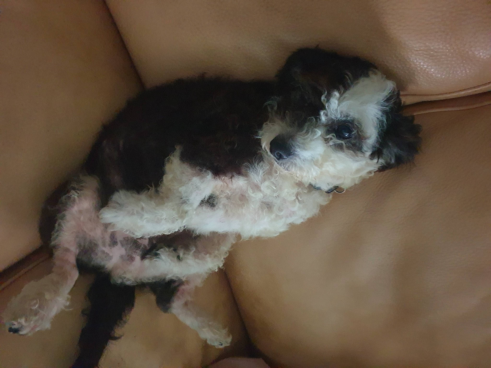 Maxou a rejoint le concours — aidez-le/la à gagner de superbes lots ! canidae, carnivore, comfort, companion_dog, dog, dog_breed, fawn, fur, paw, shih_poo, small_terrier, small_to_medium_sized_cats, snout, sporting_group, tail, terrestrial_animal, terrier, toy_dog, whiskers, working_animal