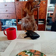 Tina a rejoint le concours — aidez-le/la à gagner de superbes lots ! dog, chair, table, red_mug, wallet, plate, fruit_pattern, cabinet, bottles, books, person, hand, wooden_furniture, indoor, dining_room, looking_sideways, fur, mouth_open, seated, household_items