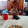 dog, chair, table, red_mug, wallet, plate, fruit_pattern, cabinet, bottles, books, person, hand, wooden_furniture, indoor, dining_room, looking_sideways, fur, mouth_open, seated, household_items