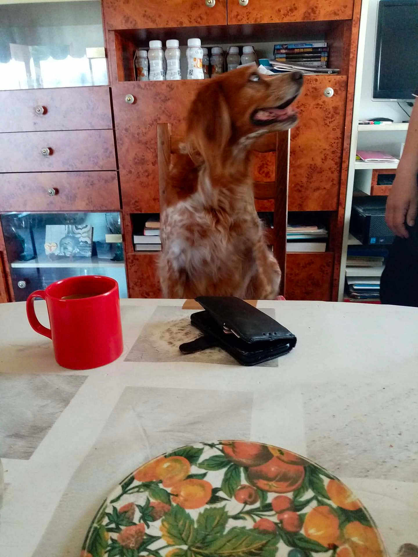 Tina a rejoint le concours — aidez-le/la à gagner de superbes lots ! dog, chair, table, red_mug, wallet, plate, fruit_pattern, cabinet, bottles, books, person, hand, wooden_furniture, indoor, dining_room, looking_sideways, fur, mouth_open, seated, household_items