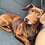 dog, dachshund, brown_dog, pet, car_seat, animal, canine, ears, fur, close-up, side_view, looking_away, domestic_animal, mammal, companion, resting, indoor, seat, texture, human_arm