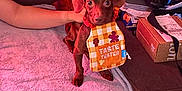 Jack joined the competition — help win amazing prizes! dog, puppy, brown_dog, bib, taste_tester, blanket, couch, remote_control, box, hand, indoor, pet, small_dog, cozy, fabric, snack, sitting, looking_at_camera, domestic, living_room