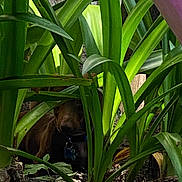 Jack is registered to the contest to win money with this photo: dog, plants, greenery, leaves, garden, hidden, shadow, collar, nature, outdoor, earth, pet, brown_dog, foliage, hiding, playful, quiet, natural_light, ground, bark