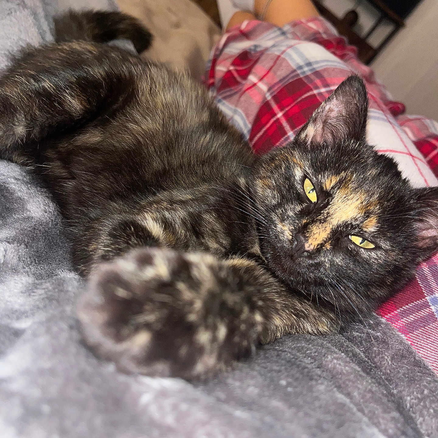 Nala participe au concours pour gagner de l'argent avec cette photo : adult, animal, bed, bedroom, blanket, cat, couch, furniture, homedecor, indoors, kitten, linen, male, man, manx, person, pet, quilt, room, sleeping