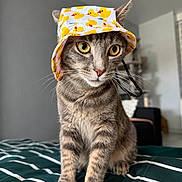 Oslow a rejoint le concours — aidez-le/la à gagner de superbes lots ! animal, bed, bucket_hat, cat, curious, cute, domestic, ears, eyes, feline, fur, hat, indoor, paws, pet, portrait, striped_bedspread, tabby, whiskers, yellow_ducks