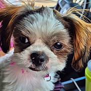 Tinkerbell is registered to the contest to win money with this photo: puppy, dog, close_up, fluffy, ears, fur, pet, animal, cute, collar, face, expression, indoors, blurred_background, black_nose, whiskers, brown_and_white, adorable, young_dog, portrait