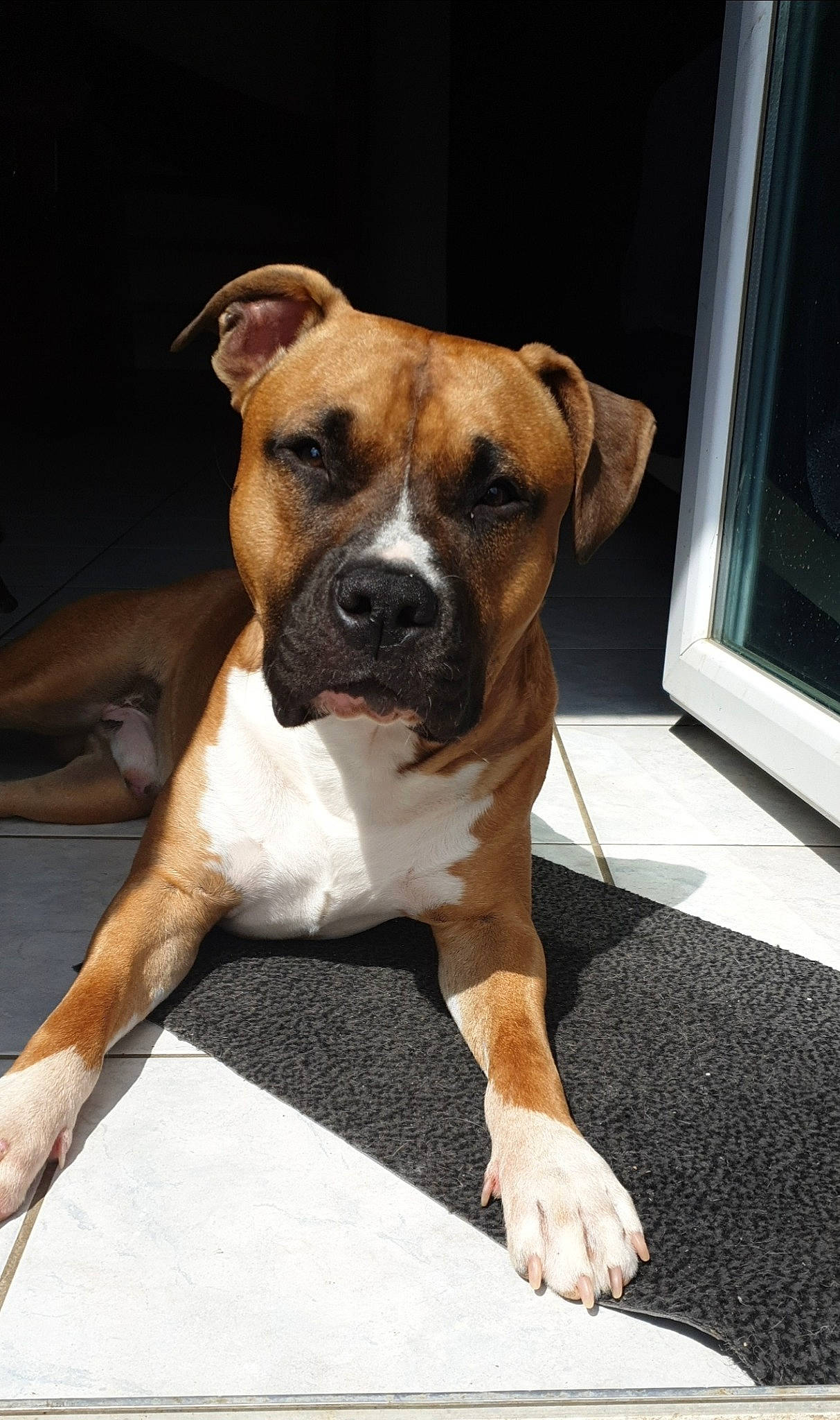 Osko participe au concours pour gagner de l'argent avec cette photo : american_pit_bull_terrier, american_staffordshire_terrier, boxer, bulldog, canidae, carnivore, companion_dog, dog, dog_breed, fawn, mammal, molosser, non_sporting_group, rare_breed_dog, snout, sporting_group, staffordshire_bull_terrier, valley_bulldog, vertebrate