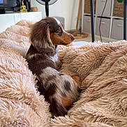Bob a rejoint le concours — aidez-le/la à gagner de superbes lots ! puppy, dog, dachshund, blanket, fluffy, indoor, cozy, pet, fur, brown, beige, furniture, fan, television, shelf, relaxing, cute, small_dog, side_view, home