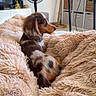 puppy, dog, dachshund, blanket, fluffy, indoor, cozy, pet, fur, brown, beige, furniture, fan, television, shelf, relaxing, cute, small_dog, side_view, home