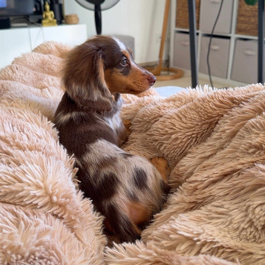Bob a rejoint le concours — aidez-le/la à gagner de superbes lots ! puppy, dog, dachshund, blanket, fluffy, indoor, cozy, pet, fur, brown, beige, furniture, fan, television, shelf, relaxing, cute, small_dog, side_view, home