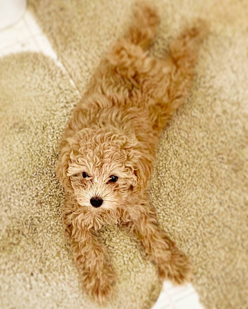 Sophie joined the competition — help win amazing prizes! beige, brown, canidae, carnivore, companion_dog, dog, dog_breed, fawn, fur, liver, non_sporting_group, pet_supply, puppy, small_terrier, sporting_group, terrier, toy_dog, vertebrate, water_dog, working_animal