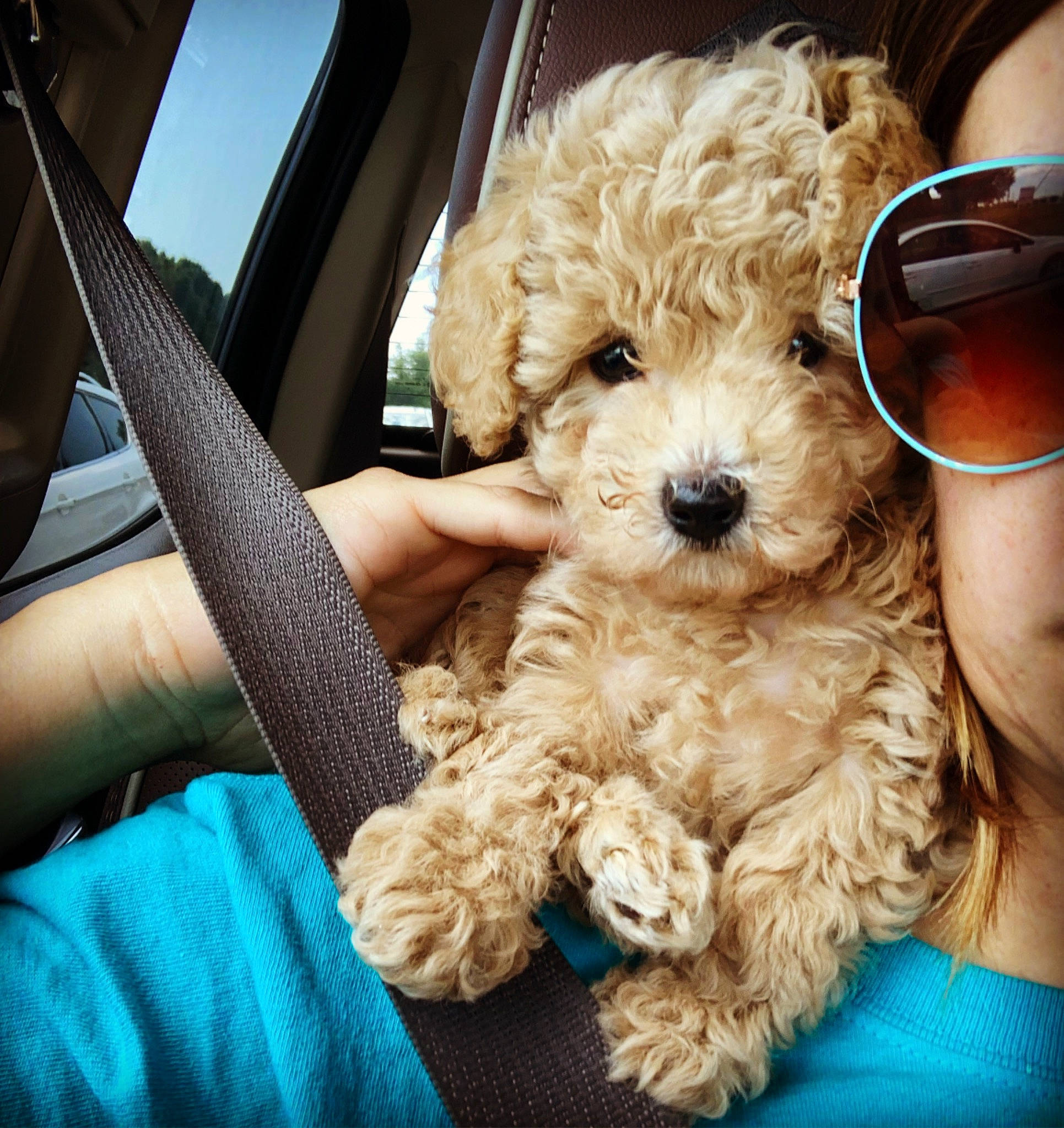 Sophie is registered to the contest to win money with this photo: automotive_mirror, automotive_window_part, canidae, car_seat, carnivore, companion_dog, dog, dog_breed, fur, goggles, mammal, sunglasses, teal, toy_dog, turquoise, vehicle_door, vertebrate, water_dog, windshield, working_animal