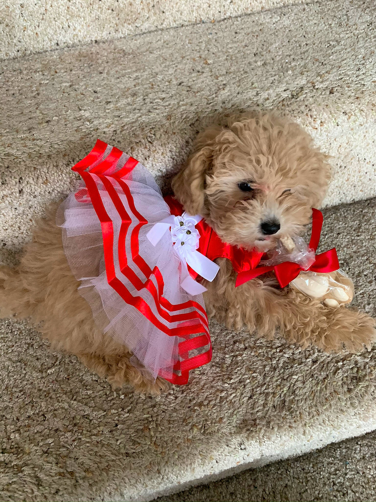 Sophie joined the competition — help win amazing prizes! canidae, carnivore, collar, companion_dog, dog, dog_breed, dog_clothes, dog_collar, dog_supply, fur, maltepoo, non_sporting_group, pet_supply, puppy, small_terrier, snout, sporting_group, toy_dog, vertebrate, working_animal