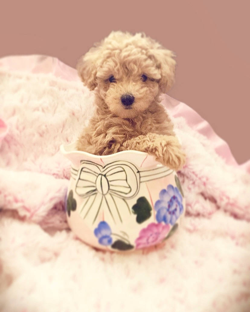 Sophie joined the competition — help win amazing prizes! baby_toys, blue, canidae, carnivore, companion_dog, creative_arts, cup, dog, dog_breed, fur, non_sporting_group, poodle_crossbreed, stuffed_toy, teddy_bear, textile, toy, toy_dog, vertebrate, water_dog, working_animal