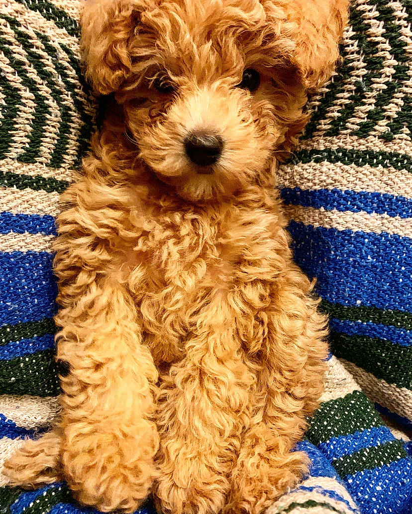 Sophie joined the competition — help win amazing prizes! canidae, carnivore, companion_dog, creative_arts, dog, dog_breed, knitting, maltepoo, pattern, pet_supply, small_terrier, snout, sporting_group, terrier, textile, toy_dog, vertebrate, water_dog, wool, working_animal