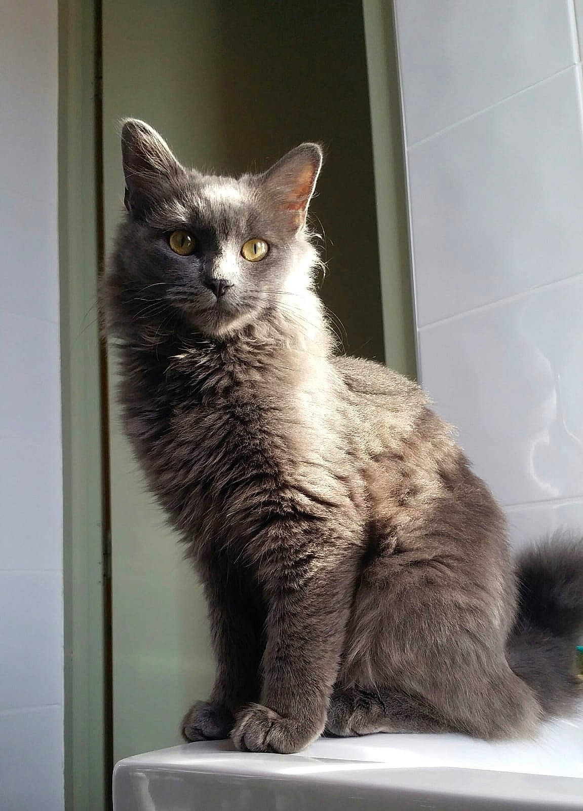 Maya participe au concours pour gagner de l'argent avec cette photo : black_cat, carnivore, cat, cat_furniture, claw, domestic_short_haired_cat, eye, fawn, felidae, fur, grey, monochrome_photography, paw, sitting, small_to_medium_sized_cats, snout, tail, terrestrial_animal, whiskers, window