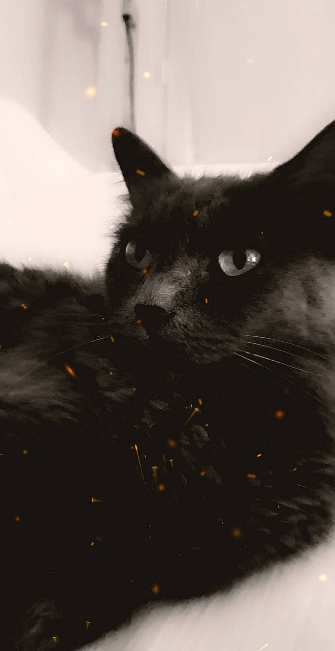 Maya participe au concours pour gagner de l'argent avec cette photo : black_cat, bombay, carnivore, cat, claw, domestic_short_haired_cat, felidae, fur, grey, paw, small_to_medium_sized_cats, snout, tail, terrestrial_animal, vertebrate, whiskers, window