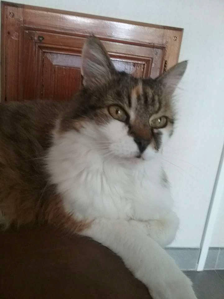 Croquette a rejoint le concours — aidez-le/la à gagner de superbes lots ! carnivore, cat, claw, comfort, domestic_short_haired_cat, door, eye, felidae, flooring, fur, hardwood, paw, sitting, small_to_medium_sized_cats, snout, tail, terrestrial_animal, whiskers, window, wood