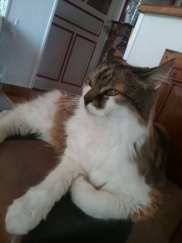 Croquette participe au concours pour gagner de l'argent avec cette photo : carnivore, cat, claw, comfort, domestic_short_haired_cat, door, fawn, felidae, flooring, fur, hardwood, mammal, paw, small_to_medium_sized_cats, tail, terrestrial_animal, whiskers, window, wood