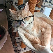 Garfield participe au concours pour gagner de l'argent avec cette photo : cat, cat_tree, closeup, couch, cozy, cream_color, curtain, feline, furniture, glasses, hammock, home, indoor, pet, plush, relaxed, resting, scratching_post, white_color, window