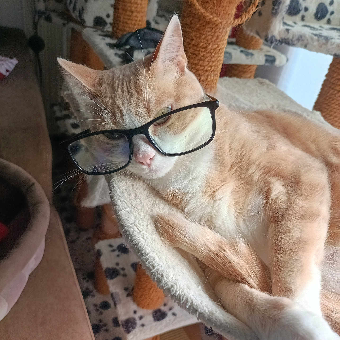 Garfield participe au concours pour gagner de l'argent avec cette photo : cat, cat_tree, closeup, couch, cozy, cream_color, curtain, feline, furniture, glasses, hammock, home, indoor, pet, plush, relaxed, resting, scratching_post, white_color, window