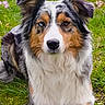 Tethys a rejoint le concours — aidez-le/la à gagner de superbes lots ! animal, australian_shepherd, blue_eye, brown_eye, calm, canine, close_up, dog, ears, flowers, fur, grass, heterochromia, laying_down, merle_coat, nature, outdoor, pet, portrait, snout
