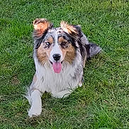 Tethys a rejoint le concours — aidez-le/la à gagner de superbes lots ! animal, australian_shepherd, canine, cute, dog, ears, friendly, fur, grass, greenery, happy, lying_down, mammal, nature, outdoor, pet, playful, portrait, summer, tongue_out