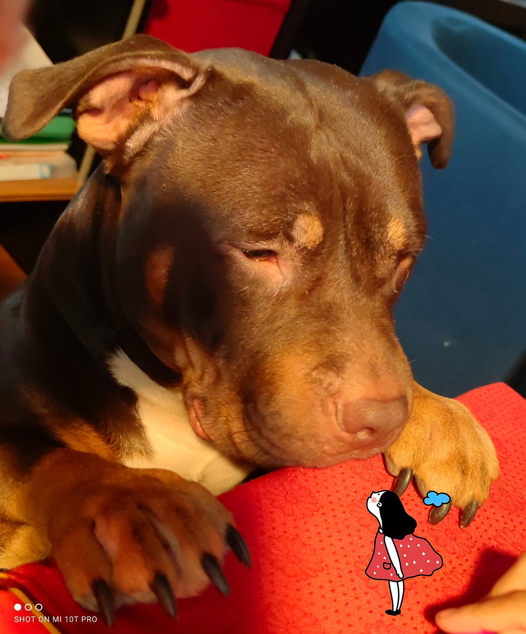 Aka a rejoint le concours — aidez-le/la à gagner de superbes lots ! canidae, carnivore, collar, comfort, companion_dog, dog, dog_breed, dog_collar, dog_supply, ear, fawn, flesh, gesture, liver, pet_supply, snout, sporting_group, whiskers, working_animal, wrist