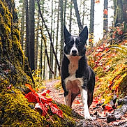 Millie joined the competition — help win amazing prizes! animal, autumn, black_and_white, canine, dog, fall_colors, fallen_leaf, fern, forest, leaf, moss, nature, outdoor, path, plant, tree, tree_bark, trunk, wilderness, woodland