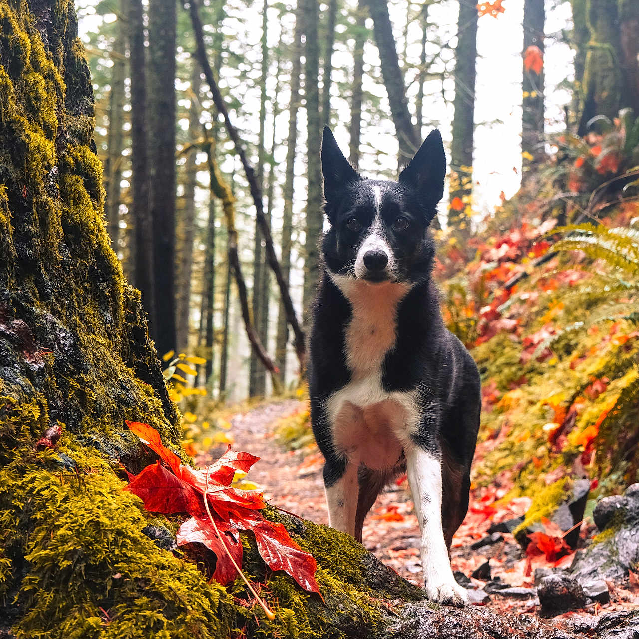 Millie joined the competition — help win amazing prizes! animal, autumn, black_and_white, canine, dog, fall_colors, fallen_leaf, fern, forest, leaf, moss, nature, outdoor, path, plant, tree, tree_bark, trunk, wilderness, woodland