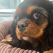 Abby a rejoint le concours — aidez-le/la à gagner de superbes lots ! animal, black, brown, calm, cavalier_king_charles_spaniel, close_up, companion, cozy, curly_fur, dog, eyes, fur, indoor, nose, paw, pet_bed, portrait, resting, soft_light, window