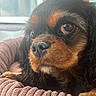 animal, black, brown, calm, cavalier_king_charles_spaniel, close_up, companion, cozy, curly_fur, dog, eyes, fur, indoor, nose, paw, pet_bed, portrait, resting, soft_light, window