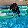 animal, backyard, blue, cute, dog, floating, fun, green, inflatable, outdoor, pet, playful, pool, recreation, small_dog, summer, sunlight, tongue_out, water, wet