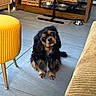 Abby participe au concours pour gagner de l'argent avec cette photo : animal, beige_couch, black_and_tan, board_games, cozy, curious_expression, cute, dog, domestic, floor_tile, fur, home, indoor, looking_up, metal_dog_bowl, pet, sitting, wicker_basket, wooden_shelf, yellow_stool